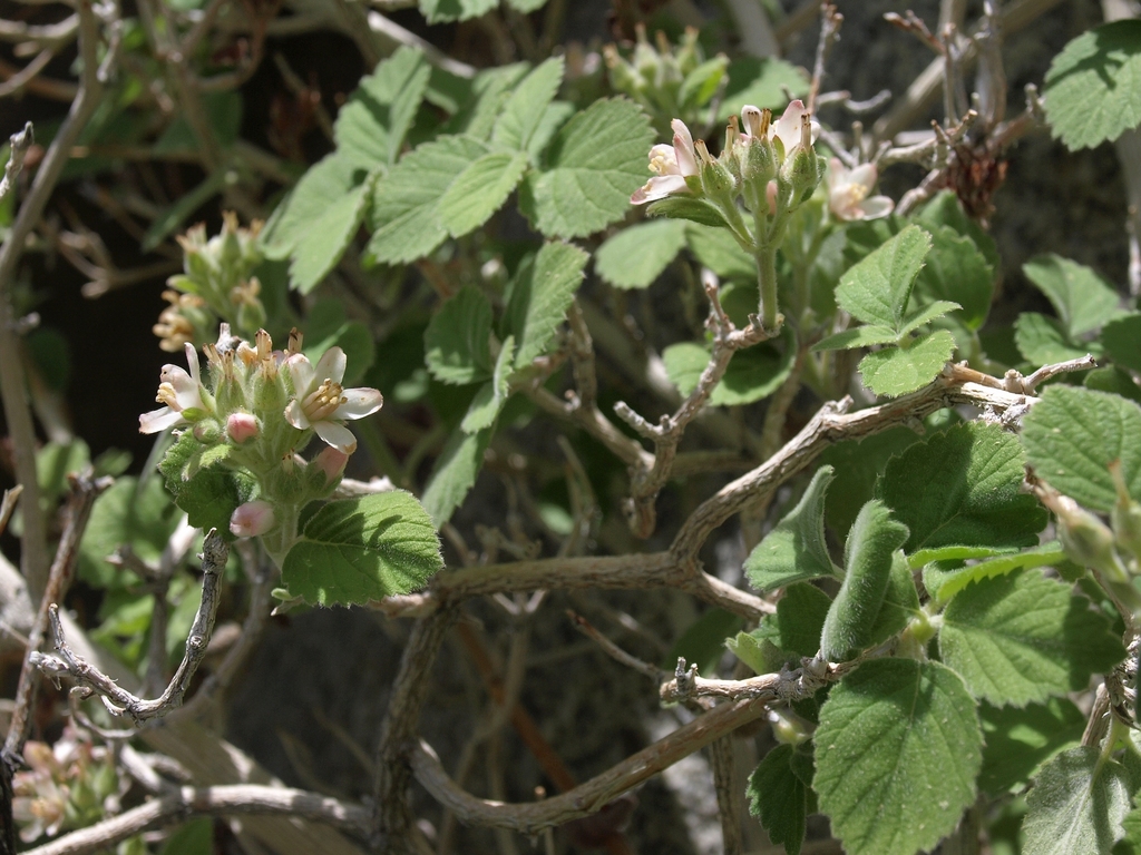 Jamesia sp. (Cliffbush), native California shrub