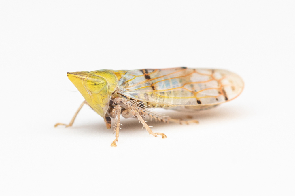 Japananus hyalinus (Japanese Maple Leafhopper), California species