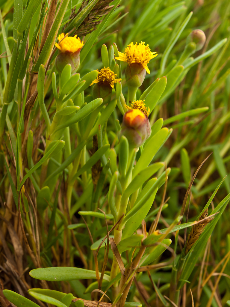 Jaumea carnosa (Fleshy jaumea), native California herb