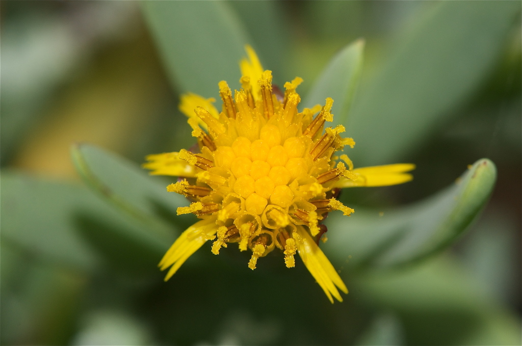 Jaumea sp., native California perennial