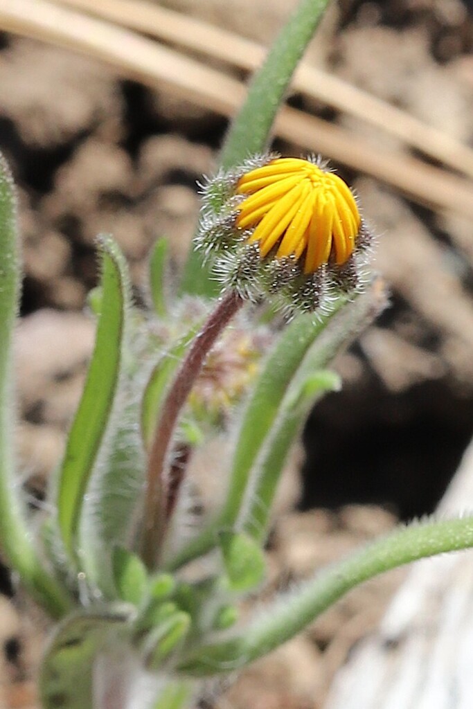 Jensia rammii (Ramm's madia), native California herb