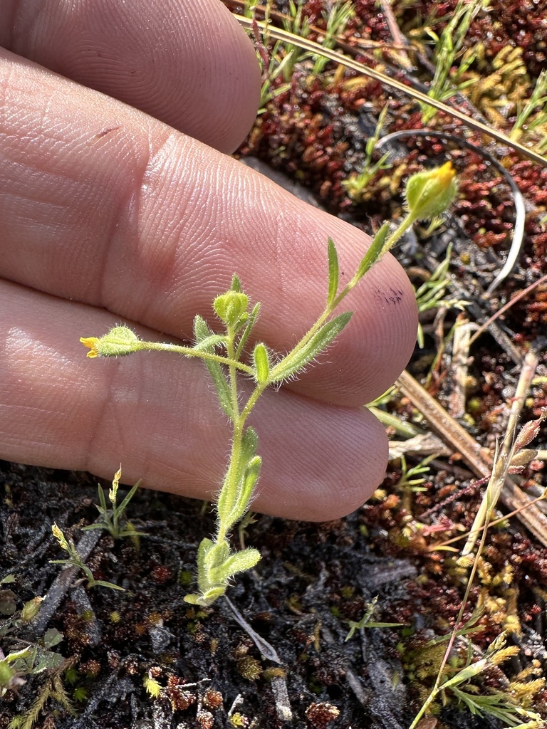 Jensia yosemitana (Yosemite tarplant), native California herb