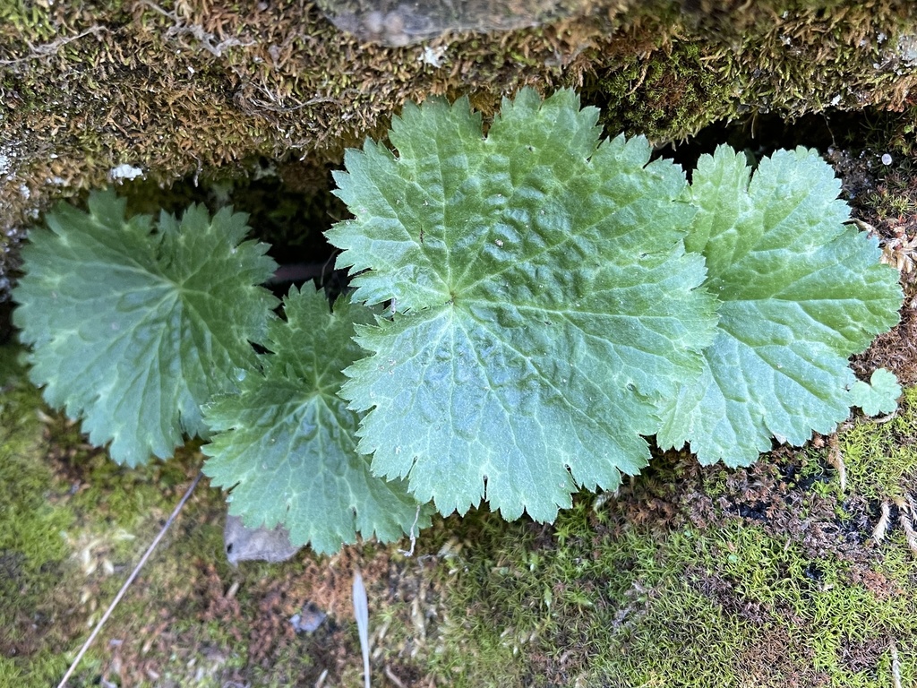 Jepsonia heterandra (Foothill jepsonia), native California herb
