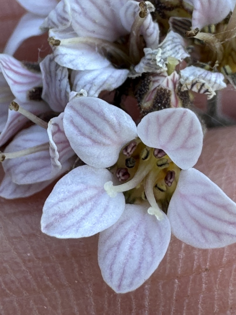 Jepsonia malvifolia (Island jepsonia), native California herb