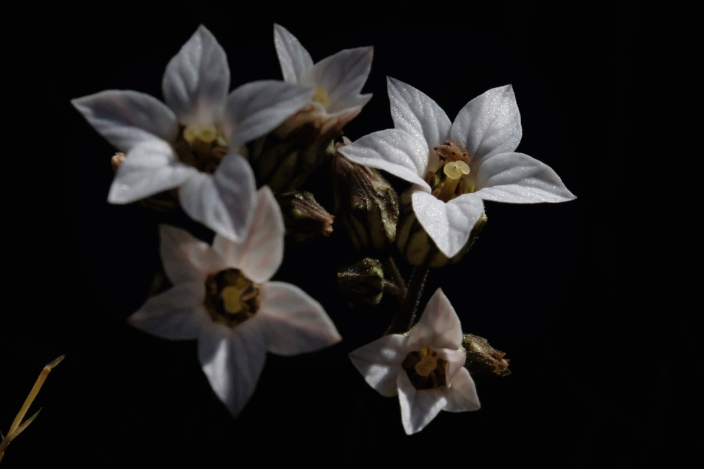Jepsonia parryi (Parry's jepsonia), native California herb
