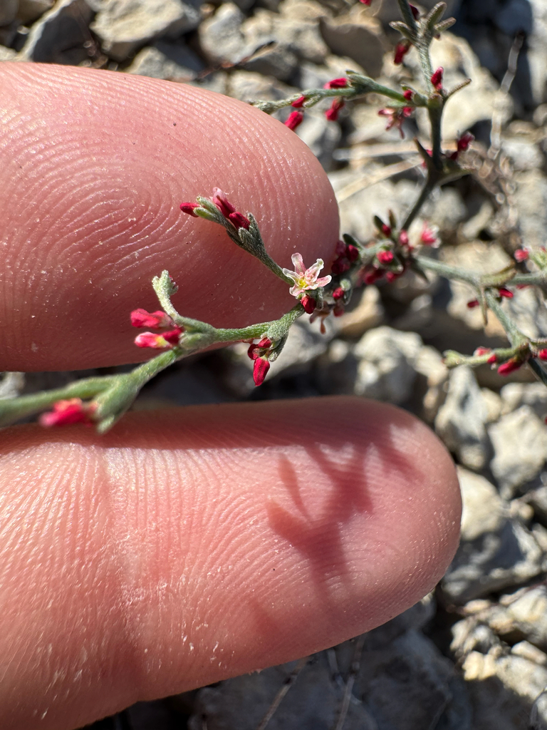Johanneshowellia puberula (Downy buckwheat), native California herb