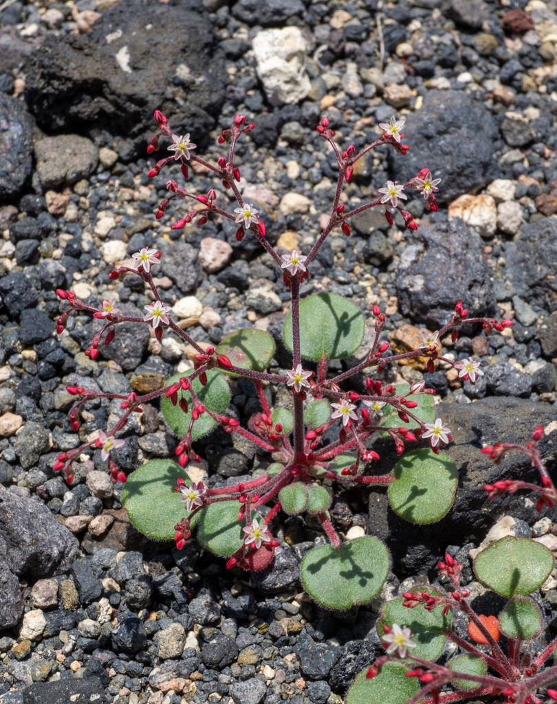 Johanneshowellia sp., native California annual