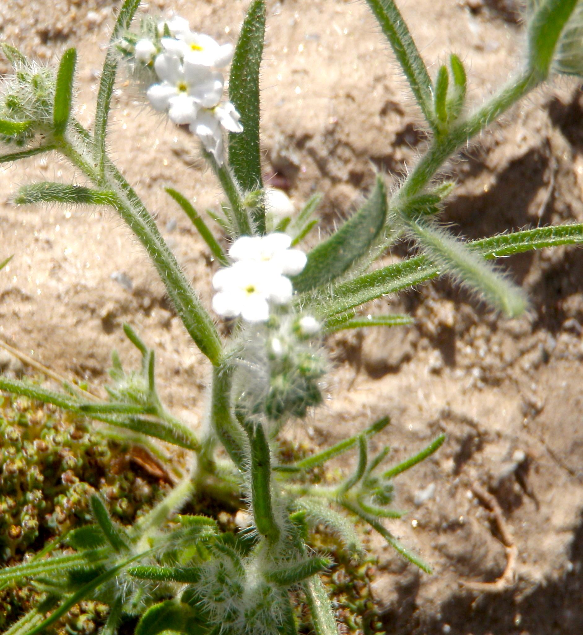 Johnstonella angustifolia (Narrow-leaved johnstonella), native California herb