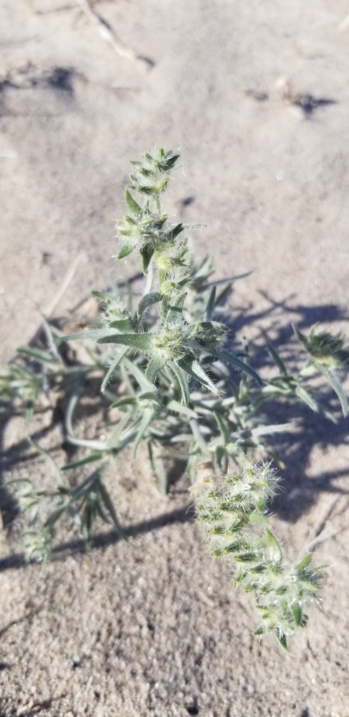 Johnstonella costata (Ribbed johnstonella), native California herb