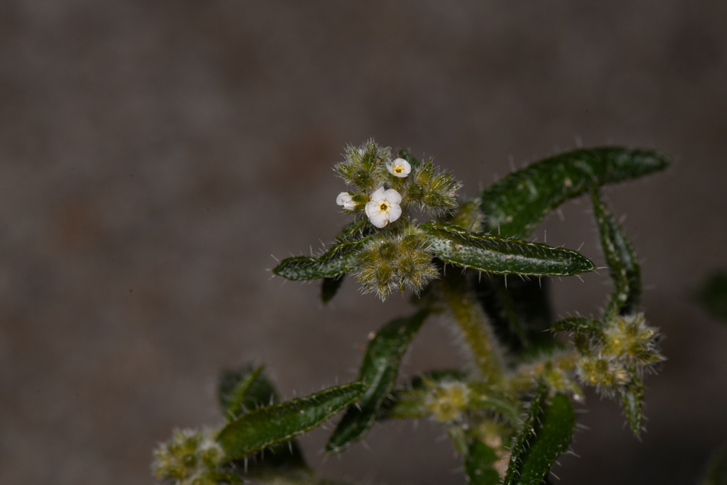 Johnstonella holoptera (Winged johnstonella), native California herb
