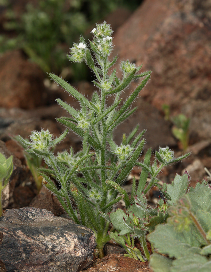 Johnstonella inaequata (Panamint johnstonella), native California annual