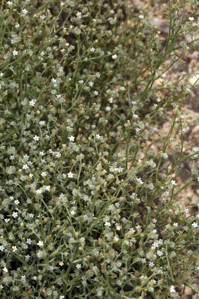 Johnstonella racemosa (Shrubby johnstonella), native California subshrub