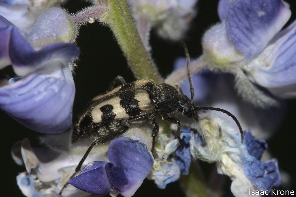 Judolia instabilis, California species