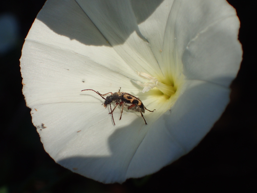 Judolia sexspilota, California species