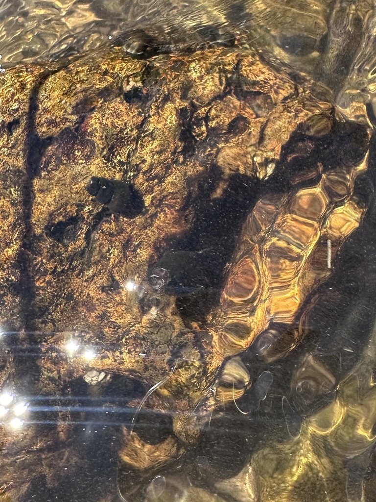 Juga acutifilosa (Topaz Juga), California species