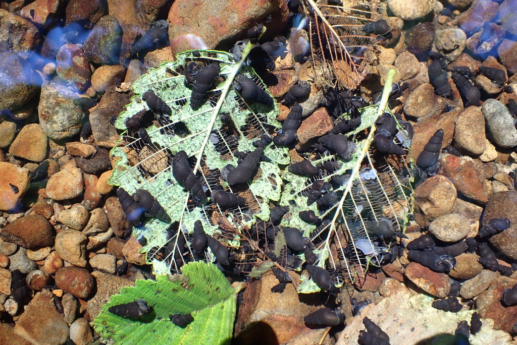 Juga chacei (Chace Juga), California species