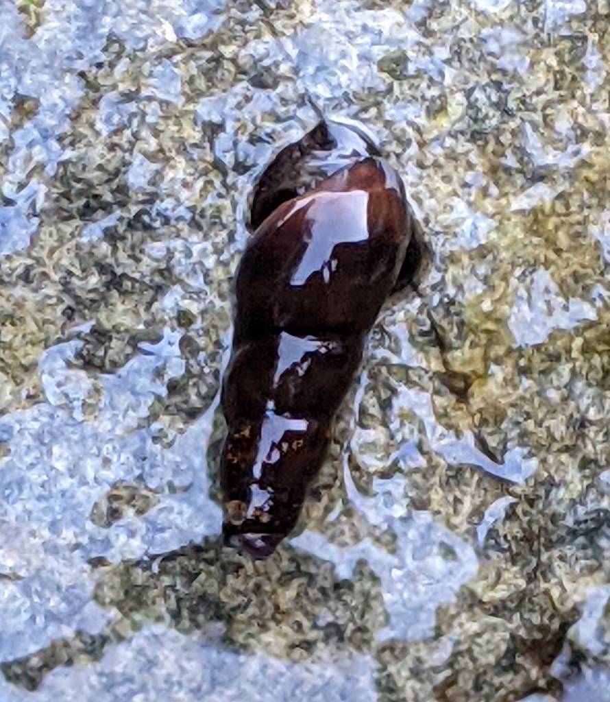 Juga nigrina (Black Juga), California species