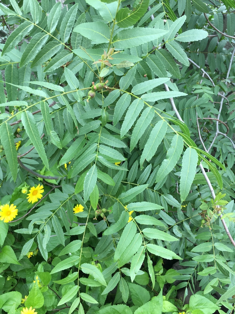 Juglans californica (Southern california black walnut), native California shrub / tree