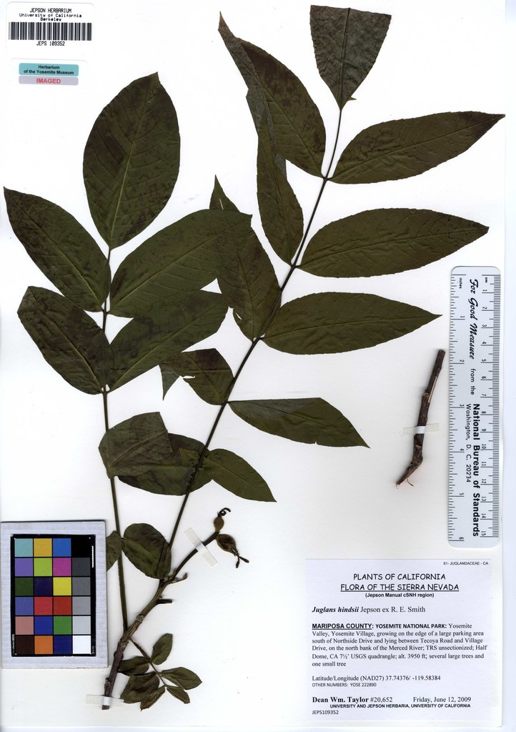 Juglans hindsii (Northern california black walnut), native California tree