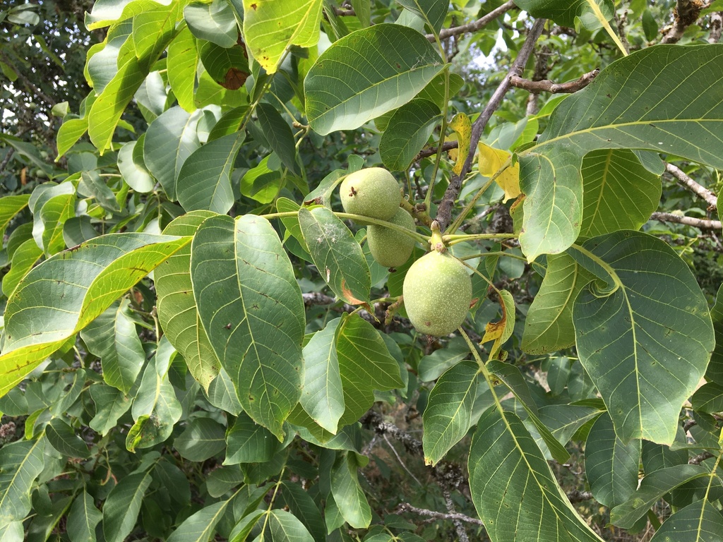 Juglans regia (Persian or english walnut), non-native California tree