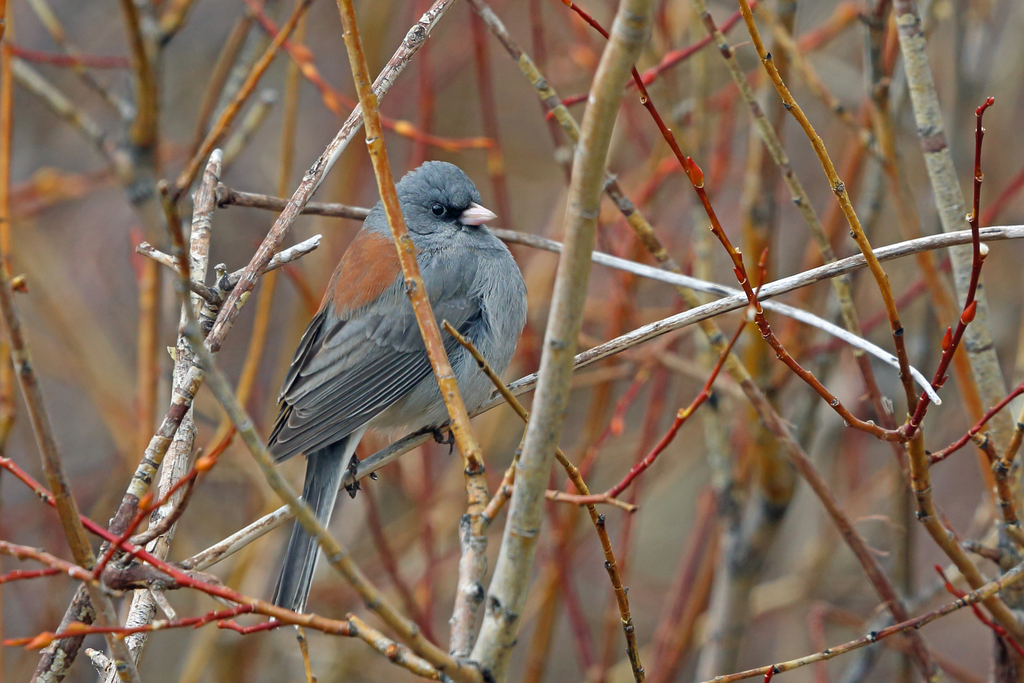 Junco hyemalis caniceps (Gray-headed Junco), California species