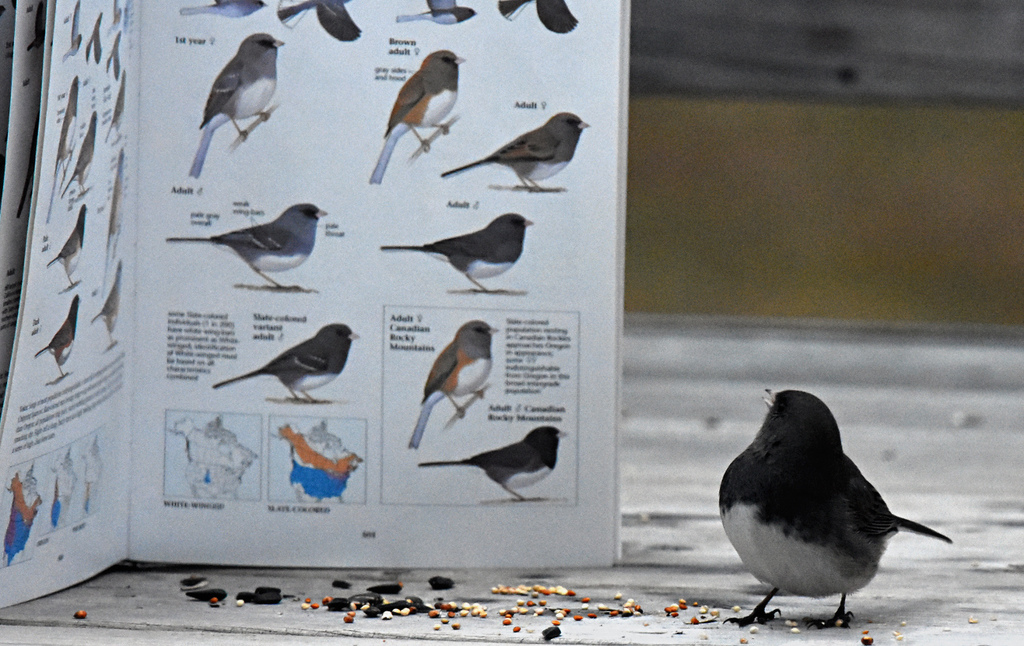 Junco hyemalis (Dark-eyed Junco), California species