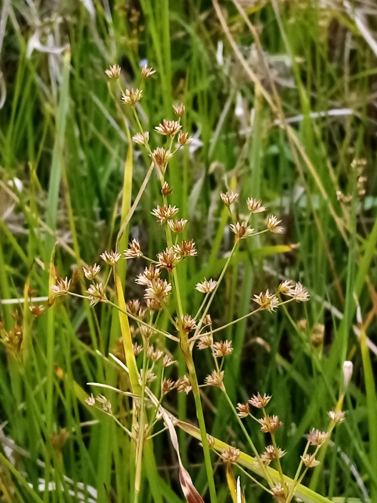 Juncus acuminatus (Tapered rush), native California grass