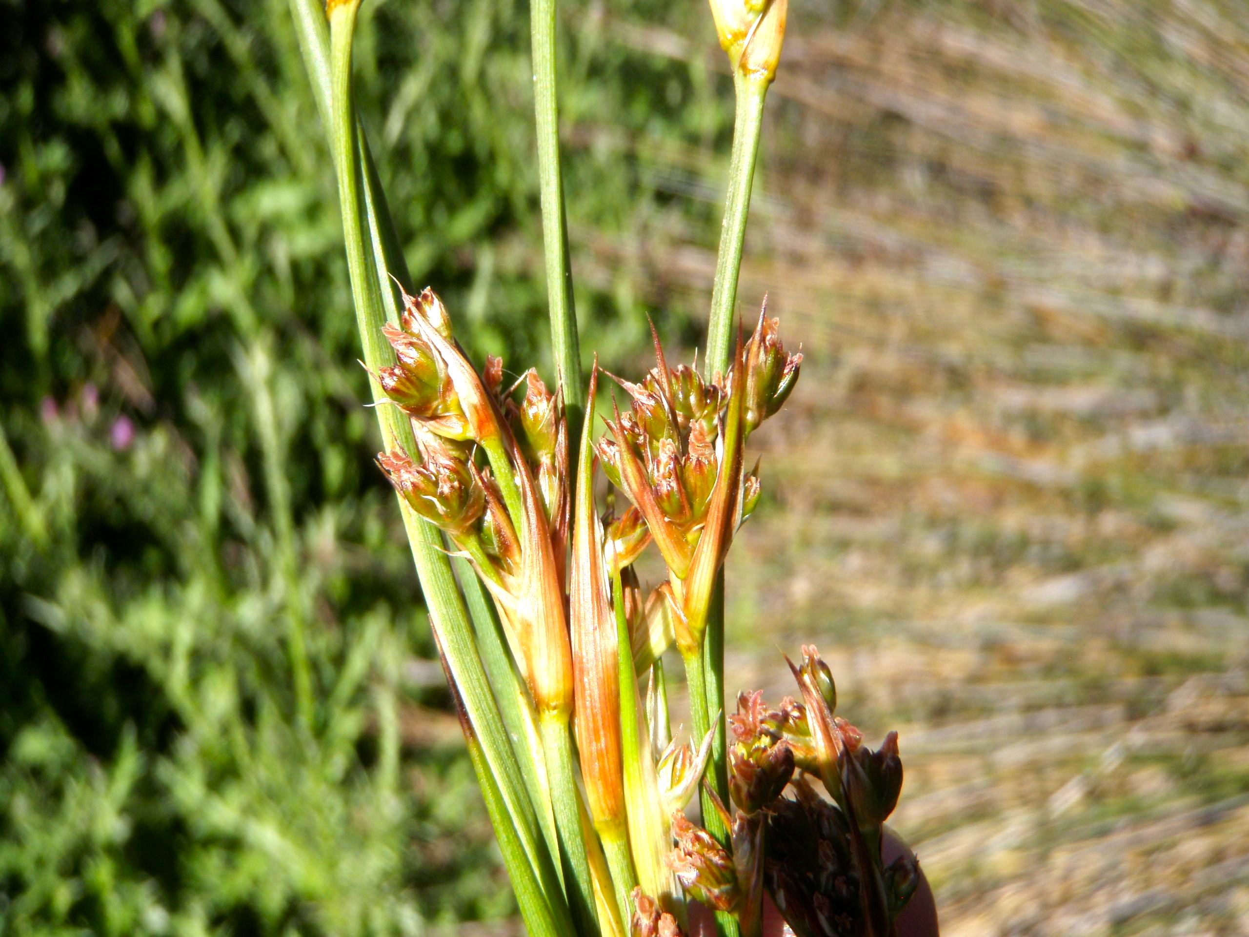 Juncus acutus subsp. leopoldii (Southwestern spiny rush), native California grass