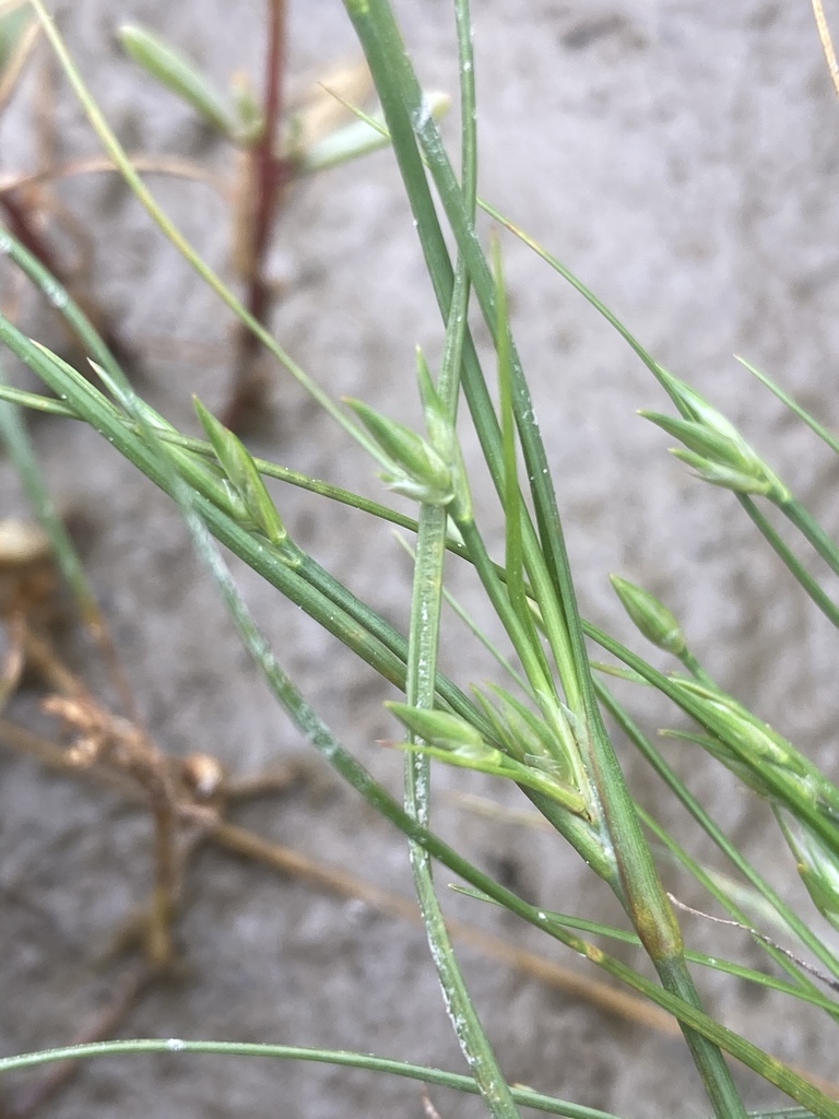 Juncus ambiguus (Frog rush), native California grass