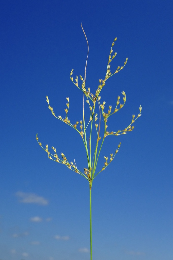 Juncus anthelatus (Kentucky or poverty rush), non-native California grass