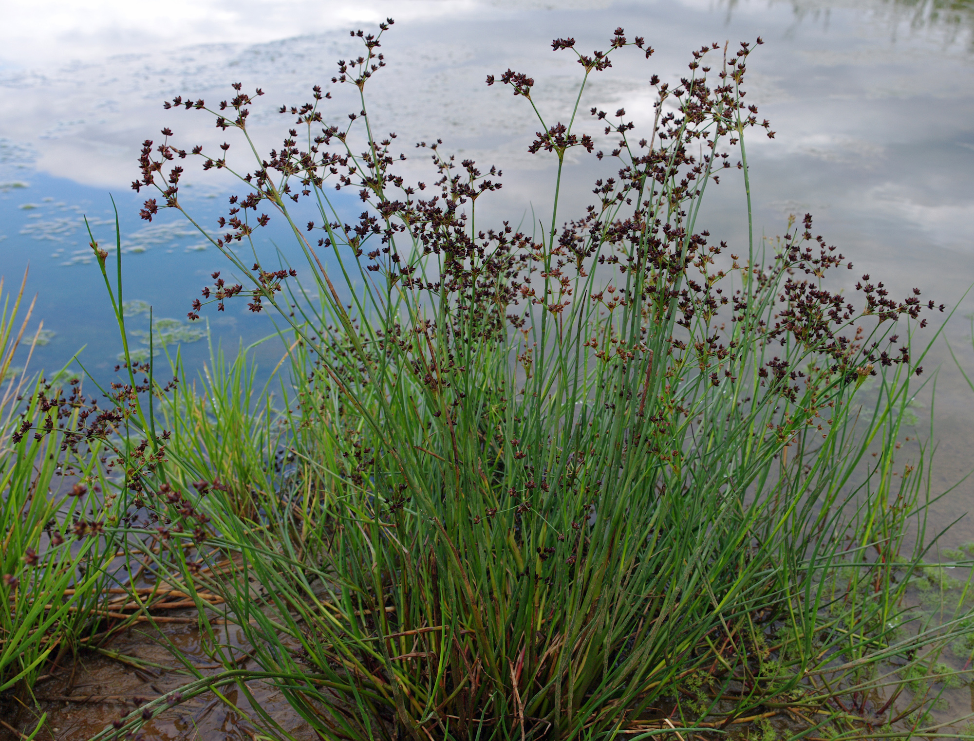 Juncus articulatus subsp. articulatus (Jointed rush), native California perennial
