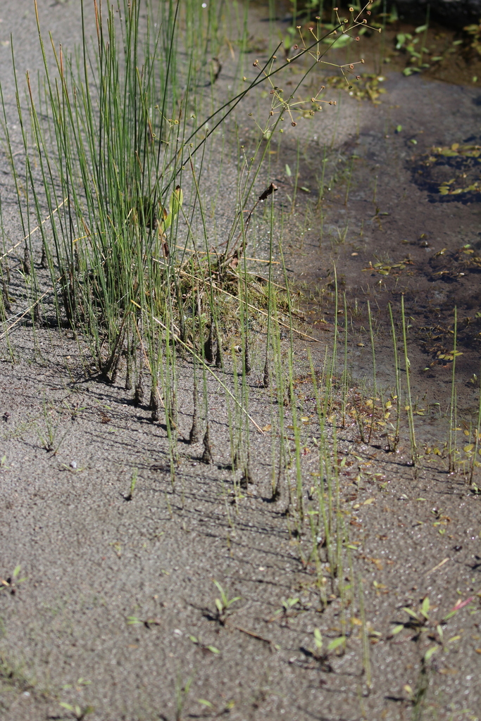 Juncus balticus subsp. ater (Baltic rush), native California perennial