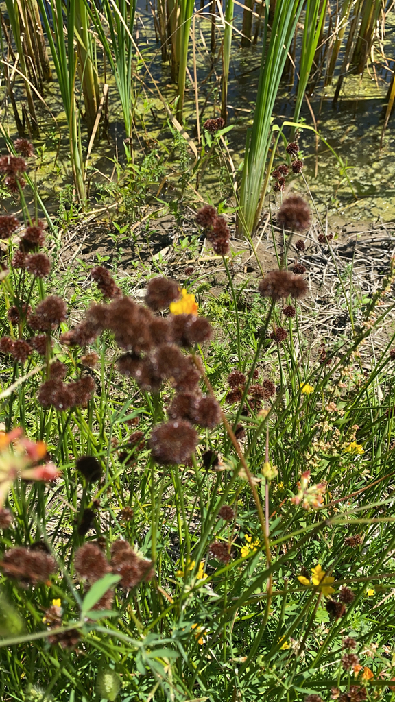 Juncus bolanderi (Bolander's rush), native California grass