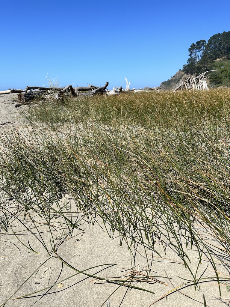 Juncus breweri (Salt or brewer's rush), native California grass