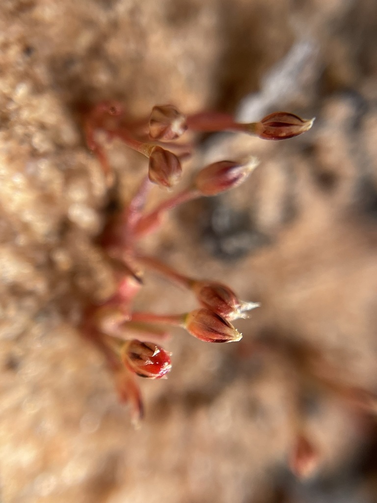 Juncus bryoides (Moss rush), native California grass