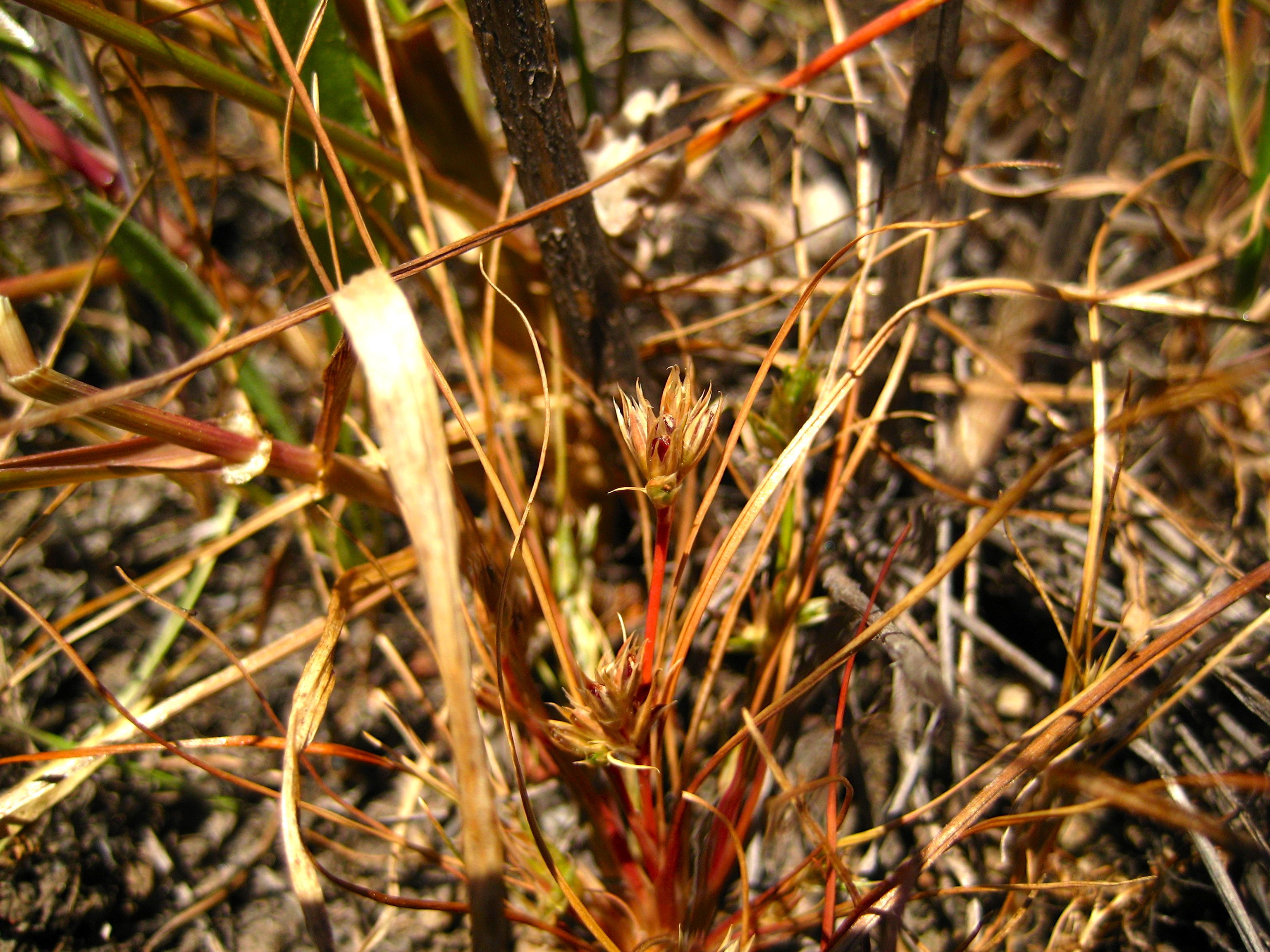 Juncus bufonius (Toad rush), native California grass