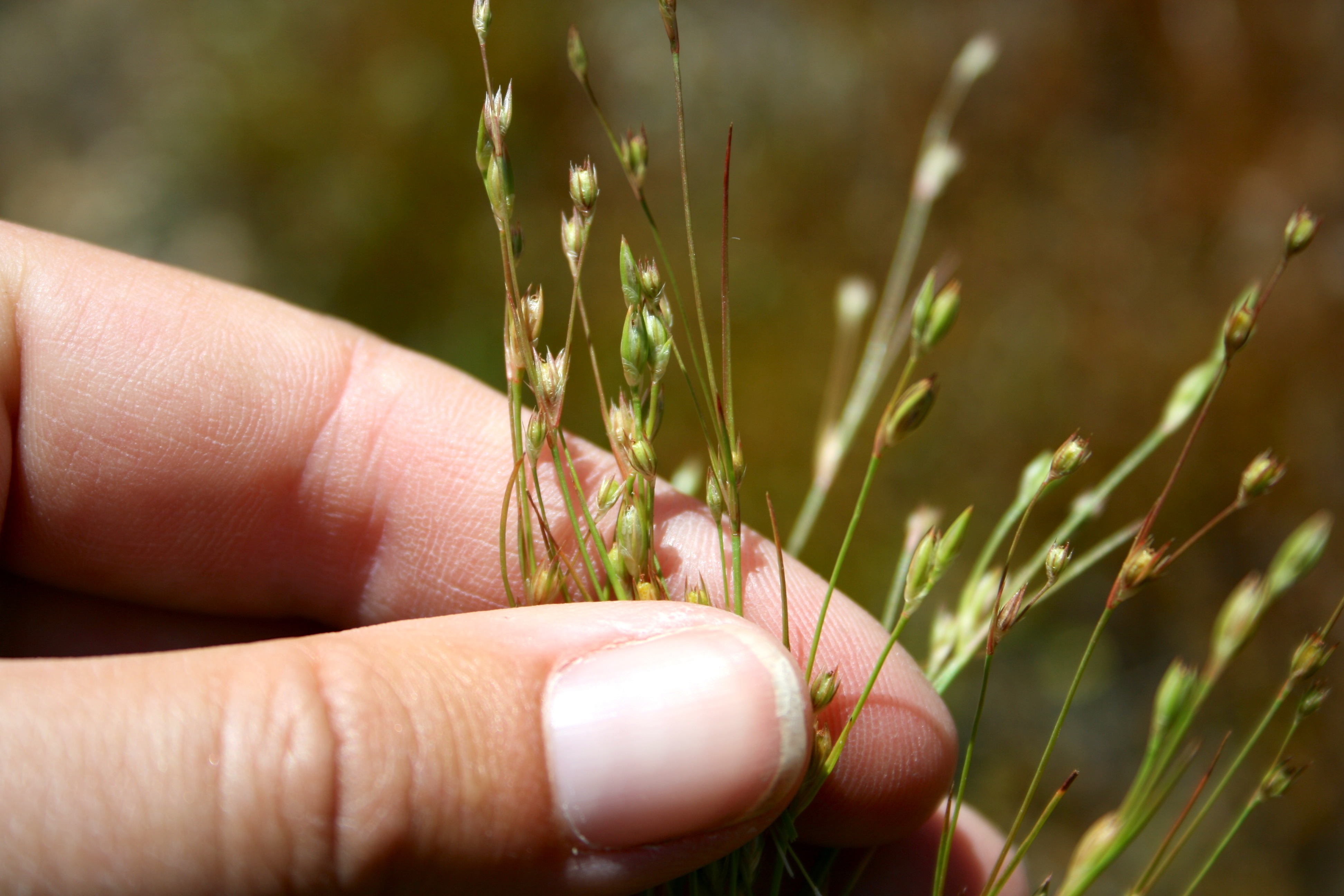 Juncus bufonius — parent species of Juncus bufonius var. bufonius