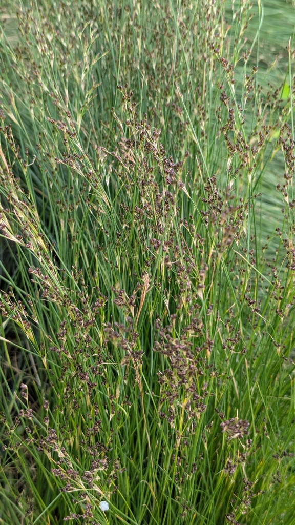 Juncus bulbosus (Bulbous rush), non-native California grass