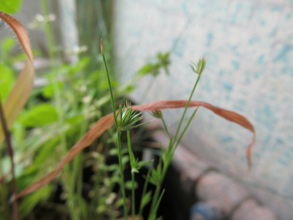 Juncus capitatus (Dwarf rush), non-native California grass