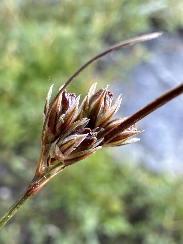 Juncus confusus (Colorado rush), native California grass