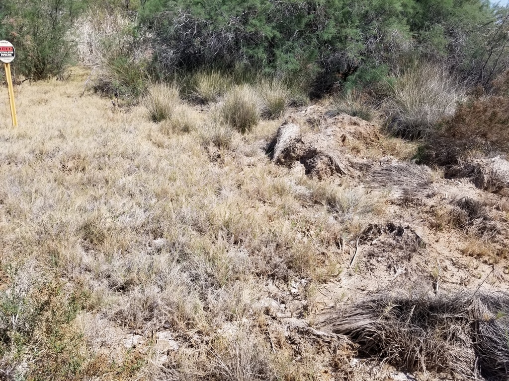 Juncus cooperi (Cooper's rush), native California grass