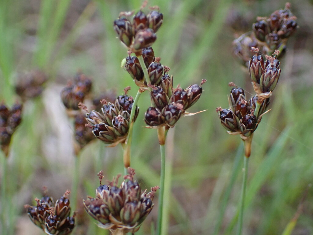 Juncus covillei (Coville's rush), native California grass