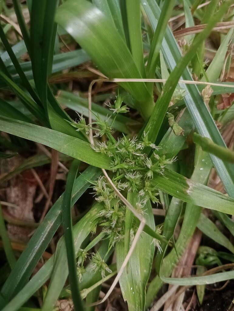 Juncus cyperoides (Bolivian rush), non-native California grass