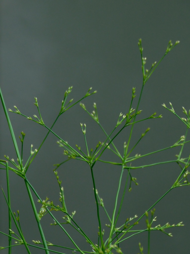 Juncus diffusissimus (Slim-pod rush), non-native California grass