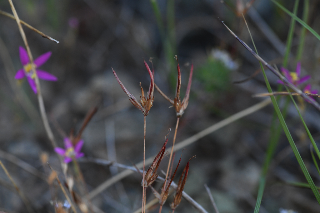 Juncus digitatus (Finger rush), native California grass