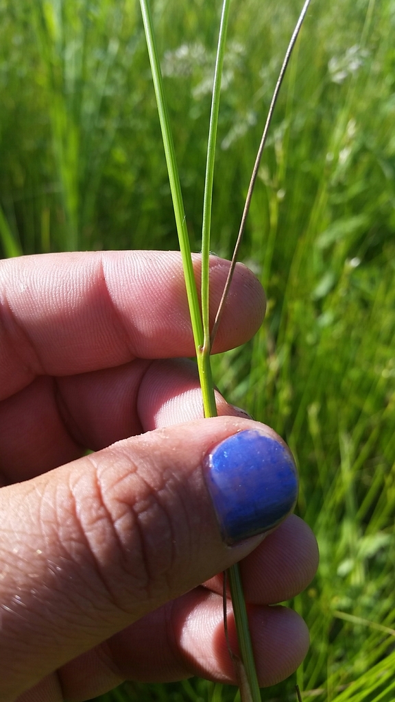 Juncus dudleyi (Dudley's rush), native California grass