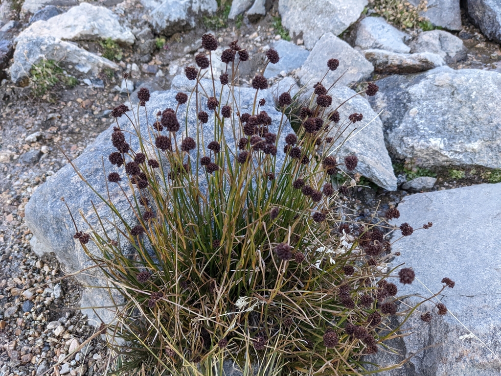 Juncus duranii (Duran's rush), native California grass