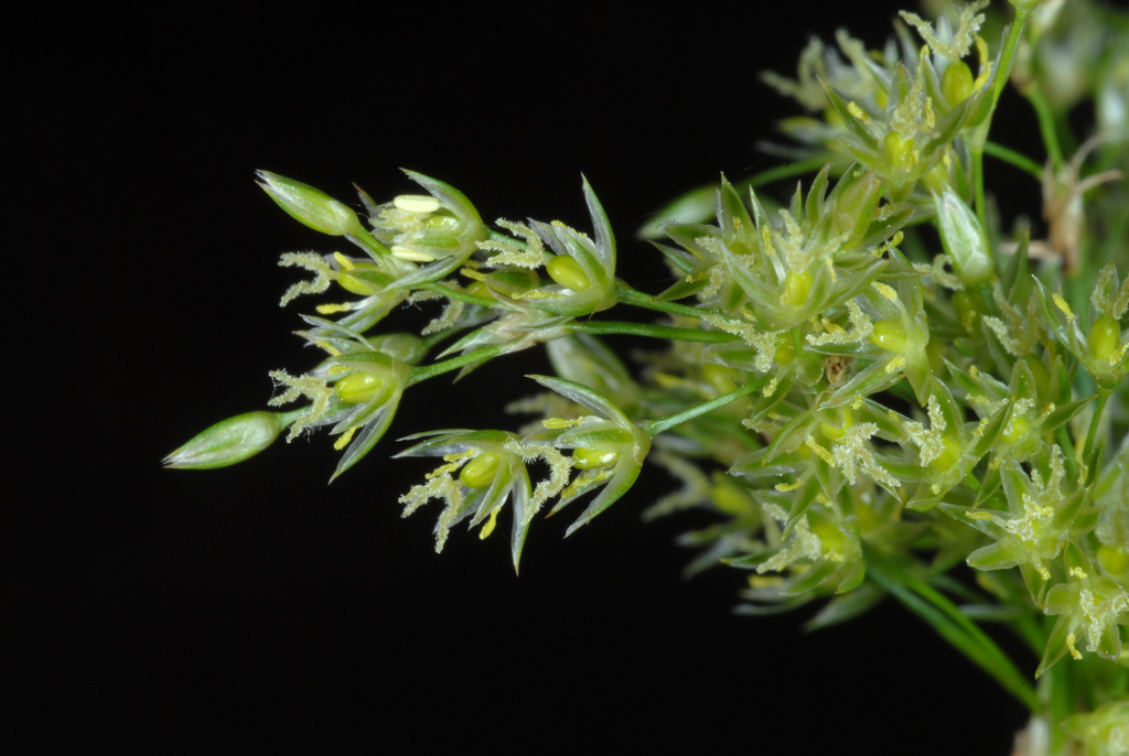 Juncus effusus (Soft or lamp rush), native California grass