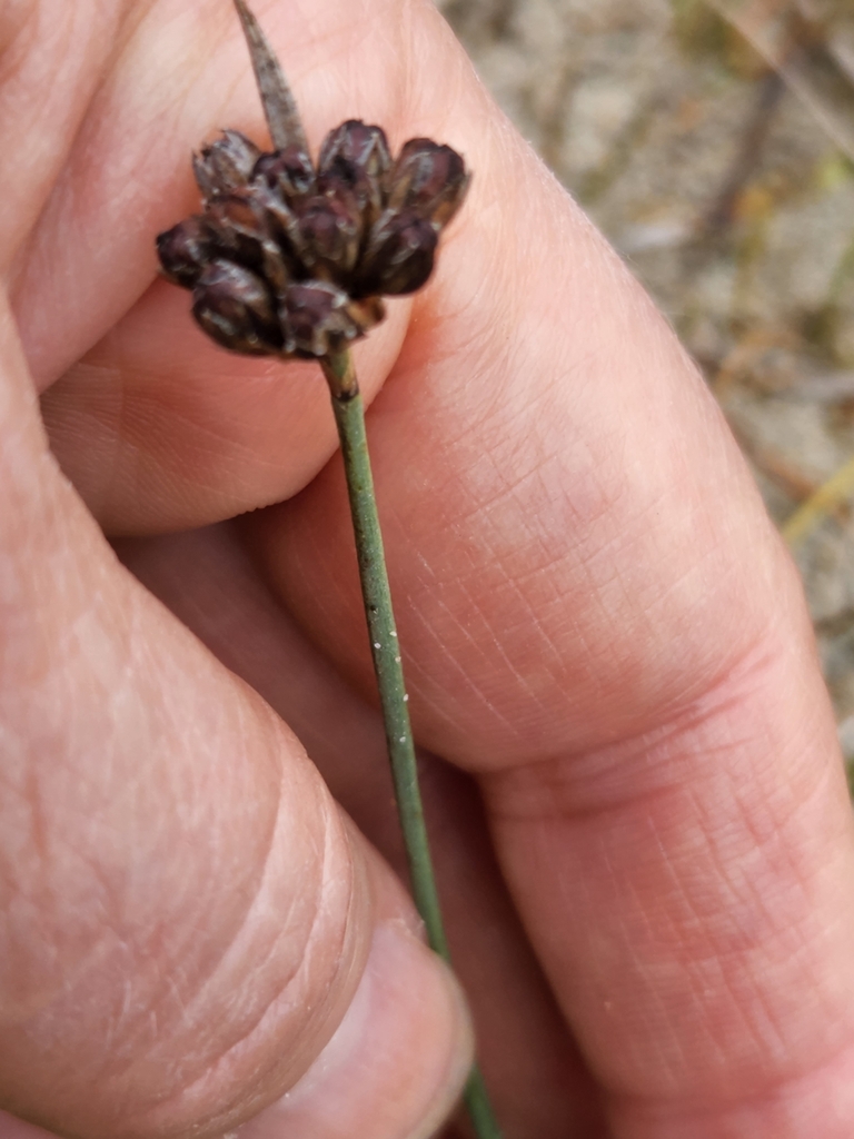 Juncus falcatus — parent species of Juncus falcatus subsp. sitchensis