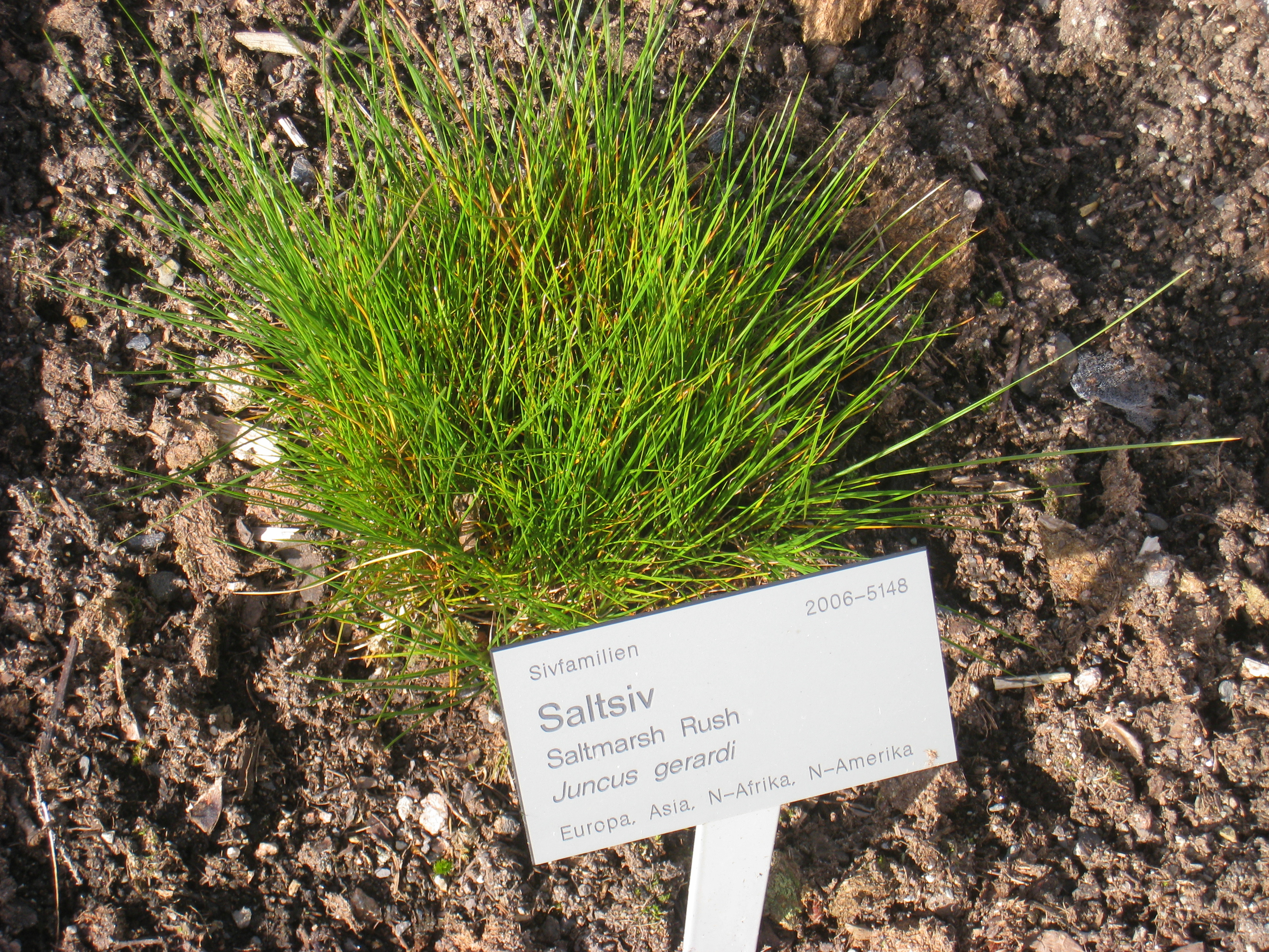 Juncus gerardi subsp. gerardi (Mud rush), non-native California perennial